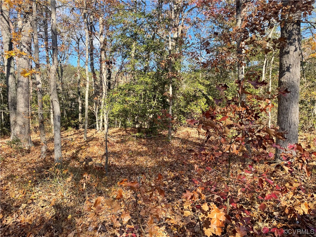 Lot 66 Senora Road Lancaster, VA 22503 - Photo 6 of 8 a view of forest