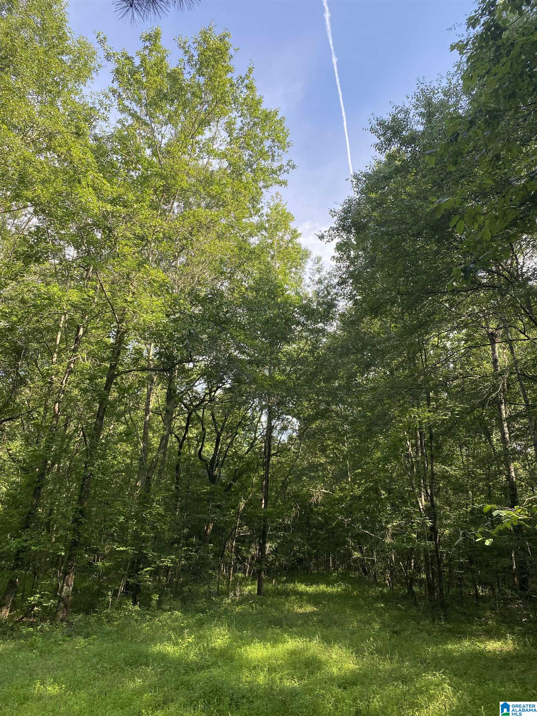 0 Mountain Springs Road Ashville, AL 35953 - Photo 1 of 9