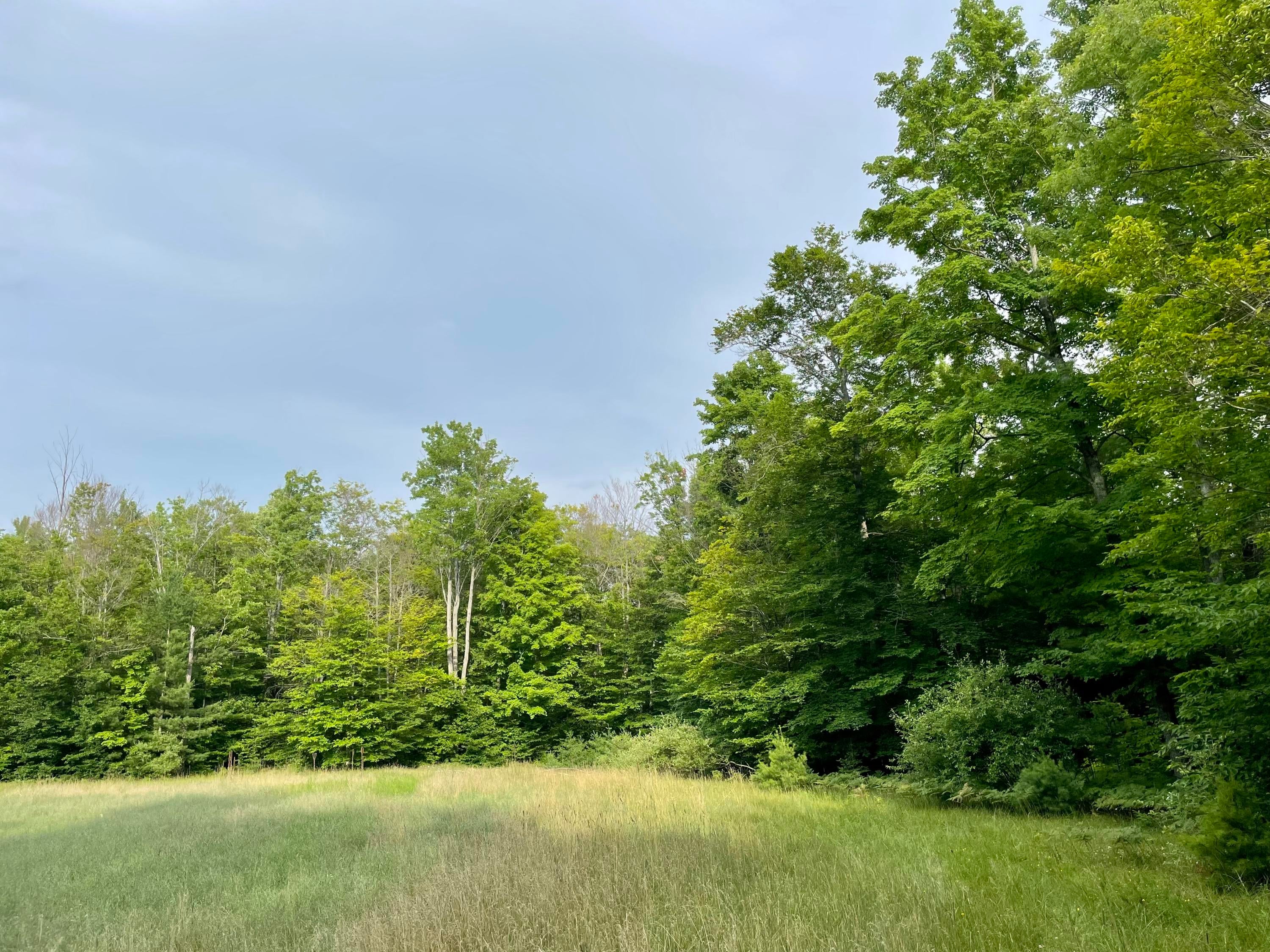 Lutz Road Atlanta, MI 49709 - Photo 7 of 15 Gallery Image 7