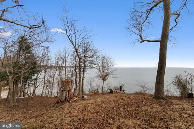 a view of a backyard with tree