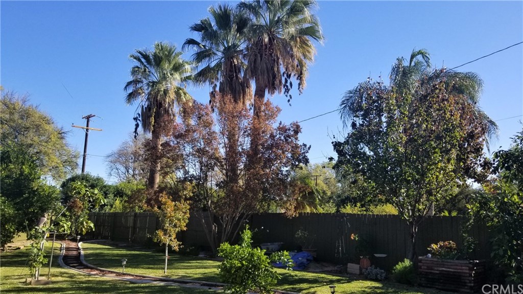 4731 Whipple Road Riverside, CA 92506 - Photo 59 of 66 In front of those Palms is a gorgeous, Pink, Crepe Myrtle Tree. Looks like a giant Bouquet most of the time!