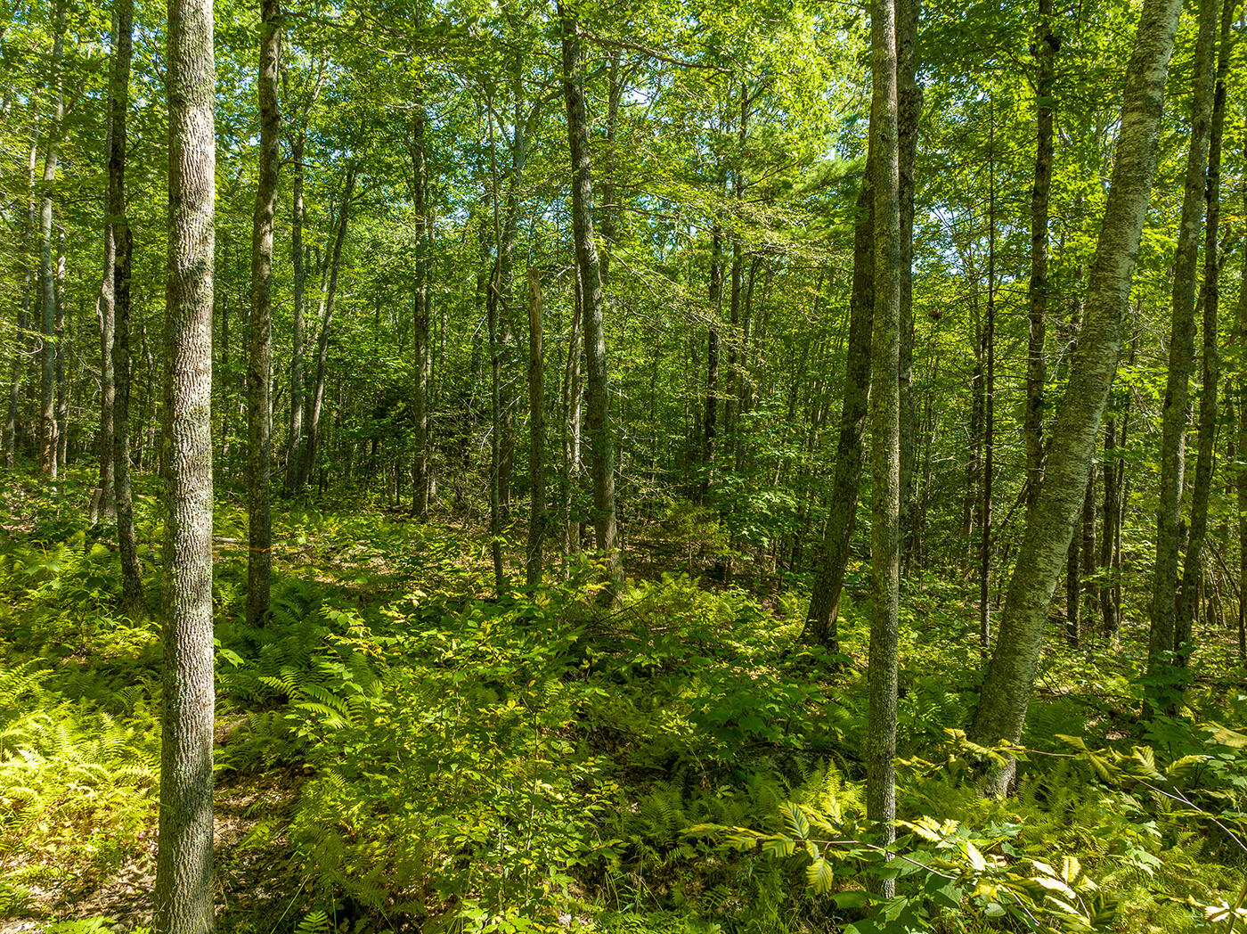 0 Bald Mountain Road Camden, ME 04843 - Photo 13 of 15 DJI_0420