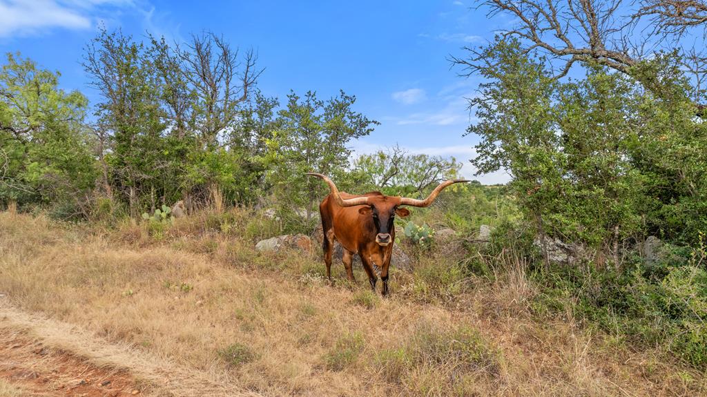 3503 Althaus-Davis Road Fredericksburg, TX 78624 - Photo 36 of 45