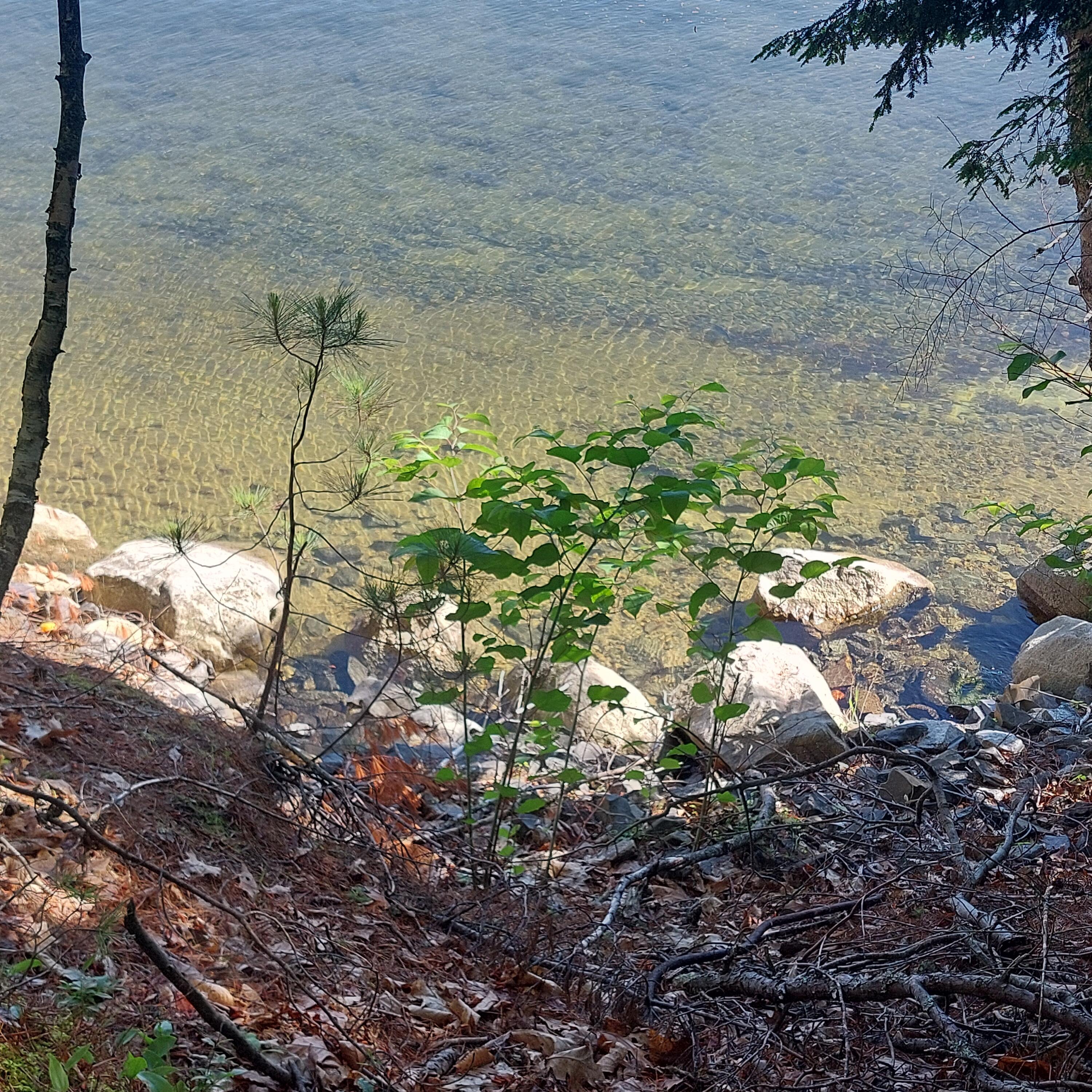 Lot 25 Sokokis Road Sebago, ME 04029 - Photo 16 of 29 pin