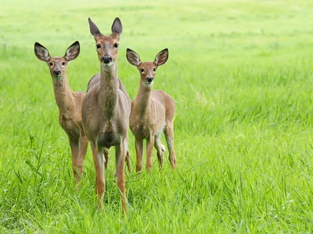 $749,000 | 313 North Jefferson Road, South Burlington, VT 05403