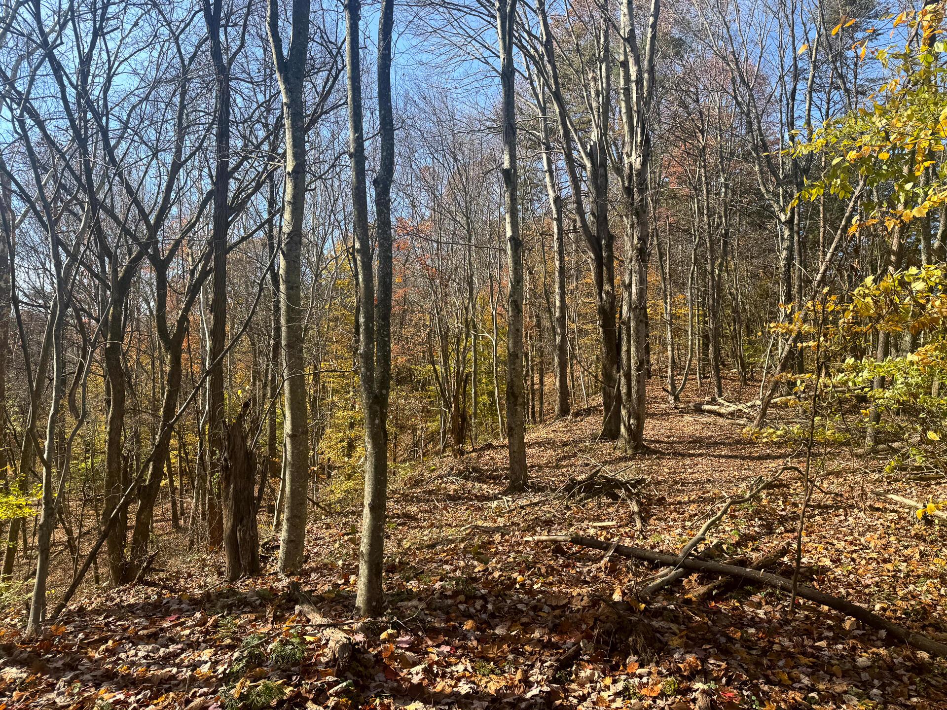 830 Nibert Road, Unit PONDS POPLAR RIDGE TRACT 3) Gallipolis, OH 45631 - Photo 10 of 23 CT-10