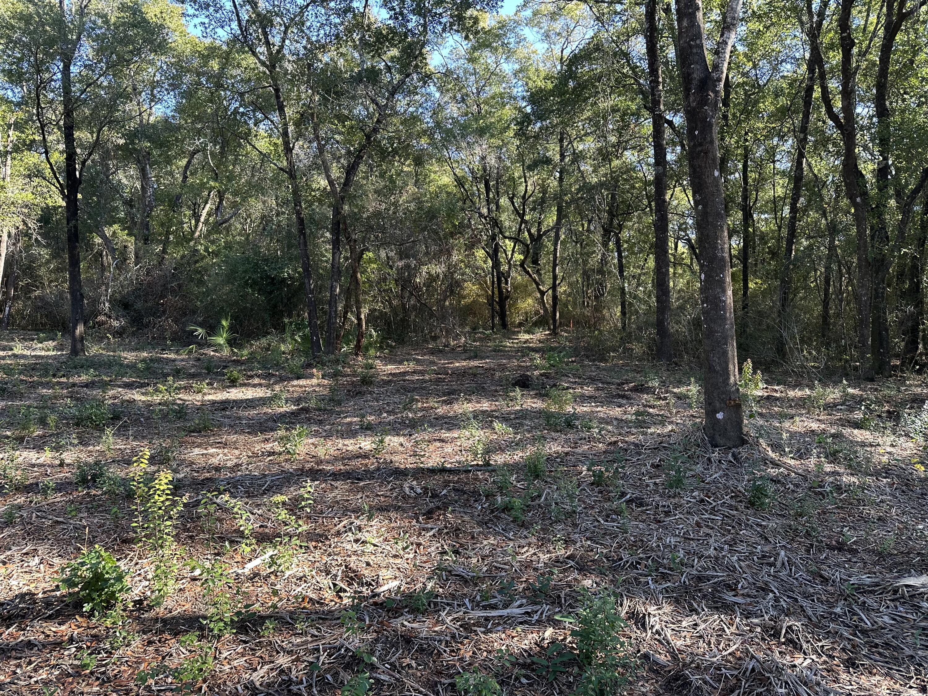 Xxx Black Oak Road Milton, FL 32583 - Photo 3 of 13 a view of outdoor space with trees