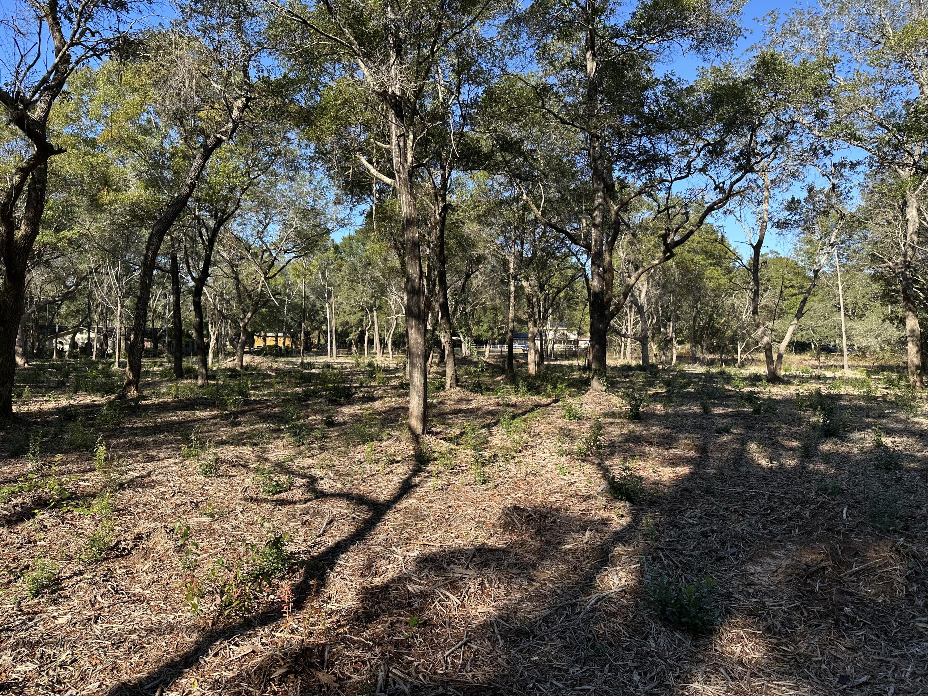 Xxx Black Oak Road Milton, FL 32583 - Photo 4 of 13 a view of outdoor space with trees