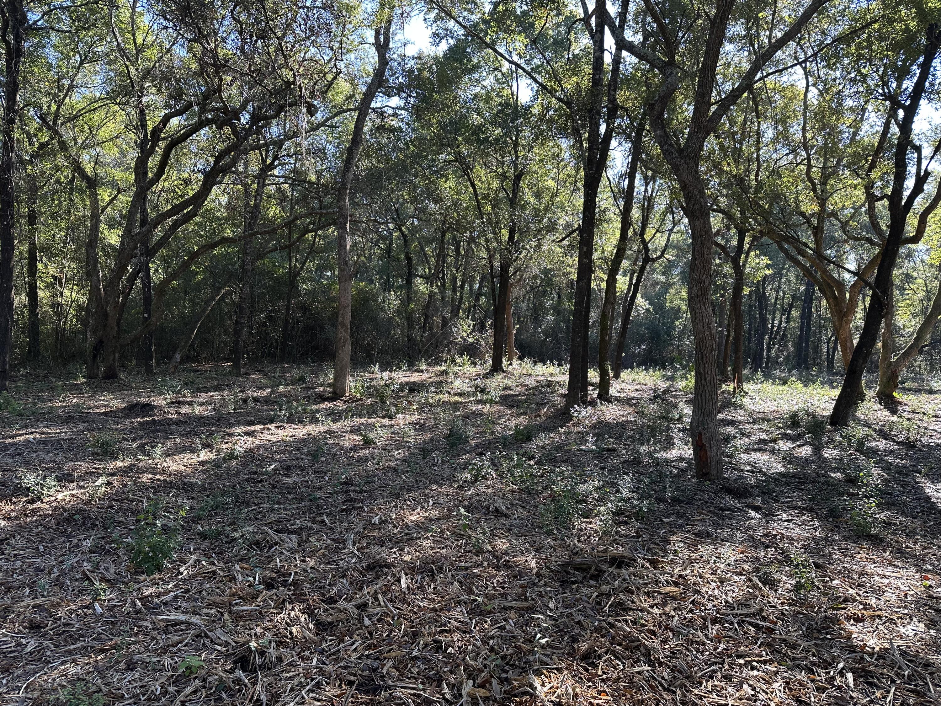 Xxx Black Oak Road Milton, FL 32583 - Photo 6 of 13 a view of outdoor space with lots of trees