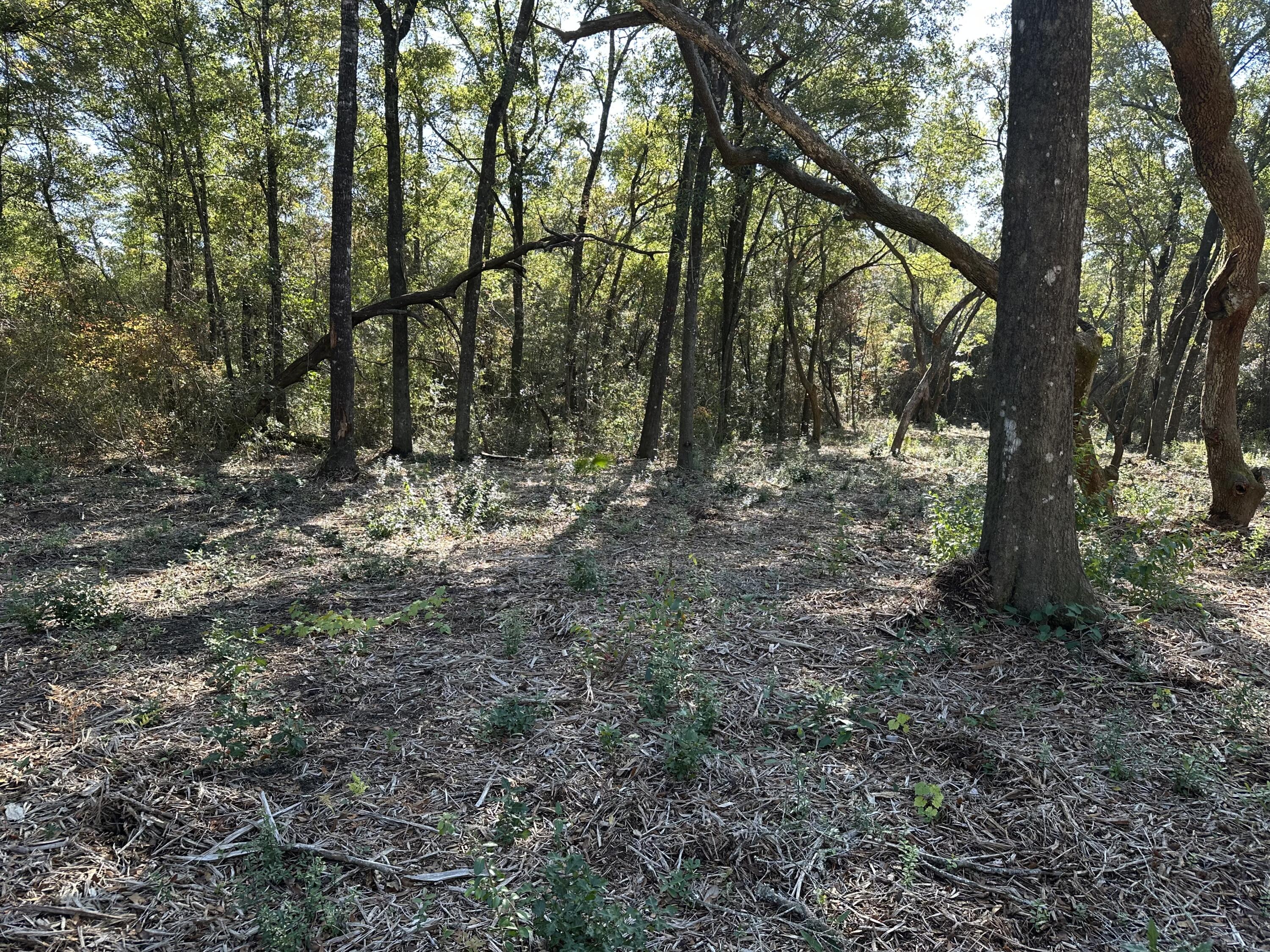 Xxx Black Oak Road Milton, FL 32583 - Photo 7 of 13 a view of outdoor space with trees