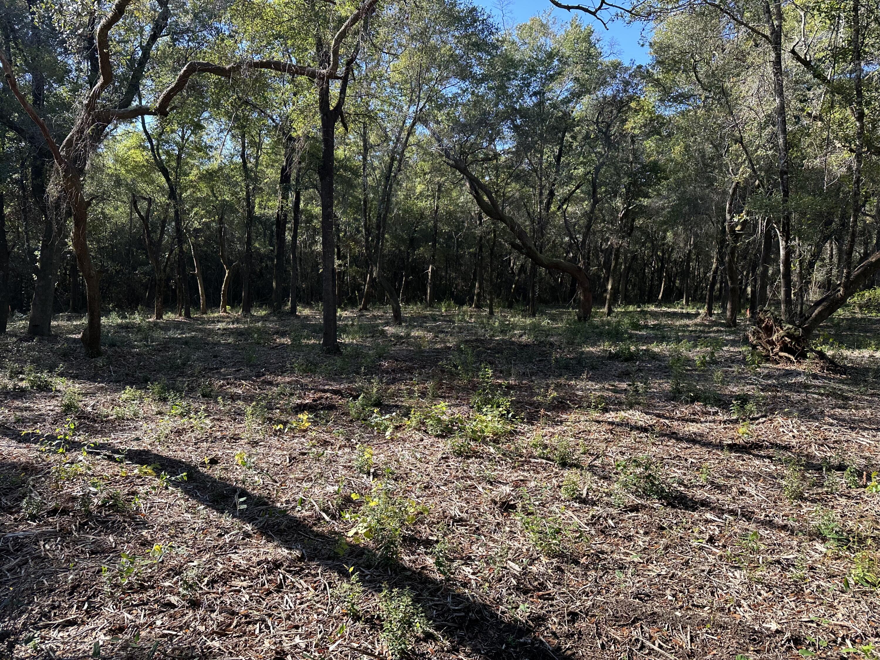 Xxx Black Oak Road Milton, FL 32583 - Photo 8 of 13 a backyard of a house with lots of green space