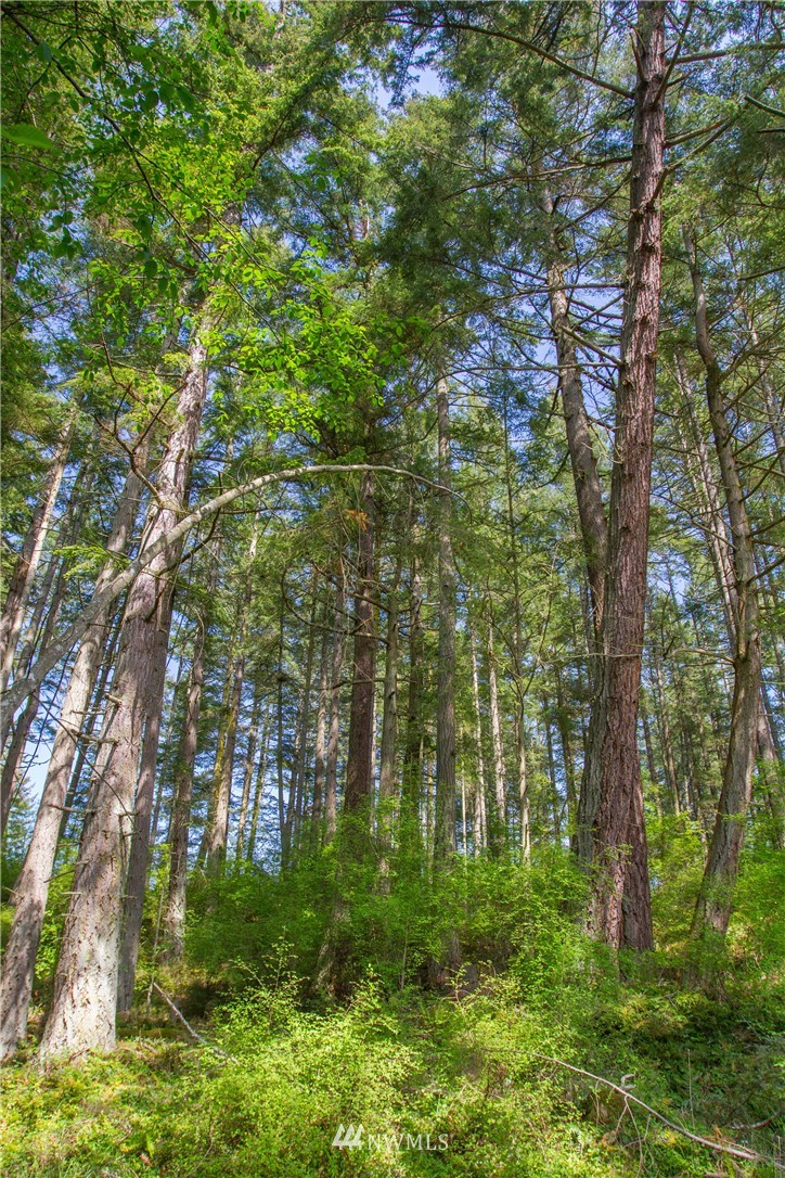 3955 Point Lawrence Road Orcas Island, WA 98279 - Photo 8 of 25 Gallery Image 8