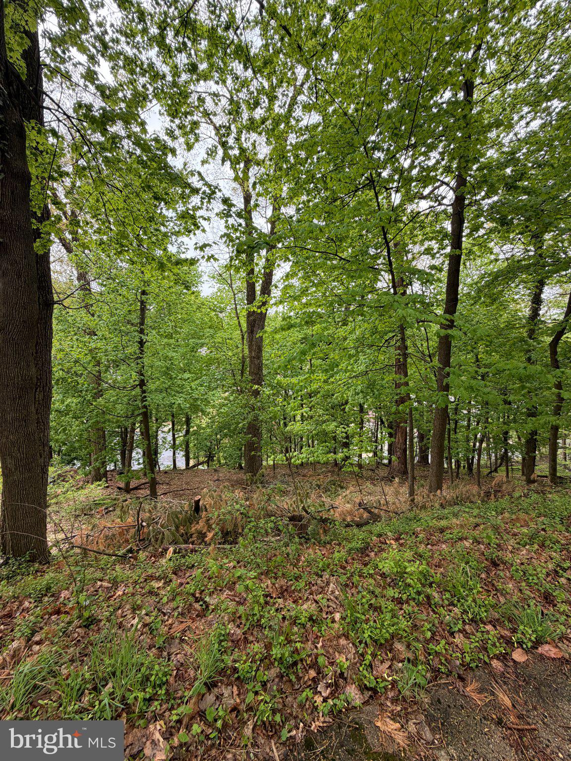 a view of outdoor space with trees all around
