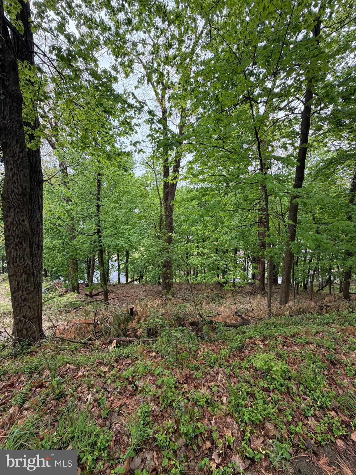1707 Mineral Spring Road Reading, PA 19602 - Photo 2 of 2 a view of a forest with trees in the background