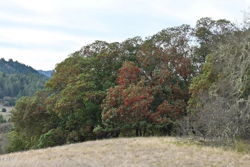 24051 Fig Tree Hopland, CA 95449 - Photo 16 of 19 a view of a dry yard with trees