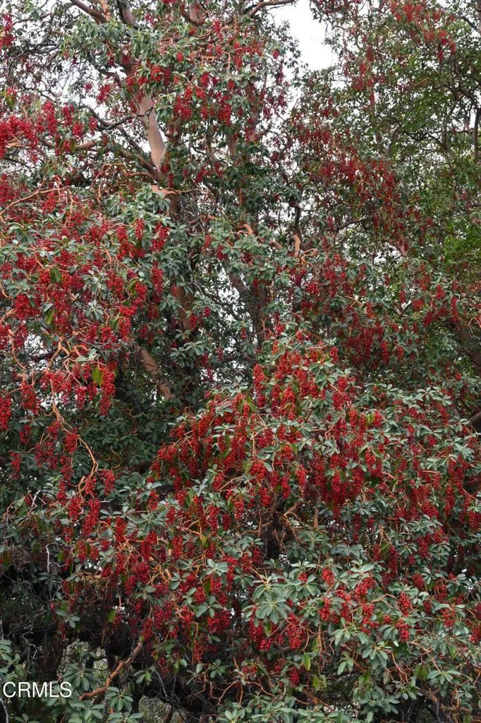 24051 Fig Tree Hopland, CA 95449 - Photo 17 of 19 a view of a tree