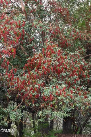 $1,650,000 | 24051 Fig Tree, Hopland, CA 95449