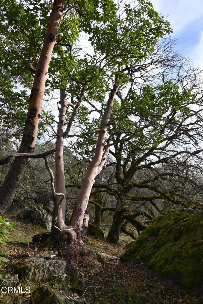 24051 Fig Tree Hopland, CA 95449 - Photo 19 of 19 a backyard of a house