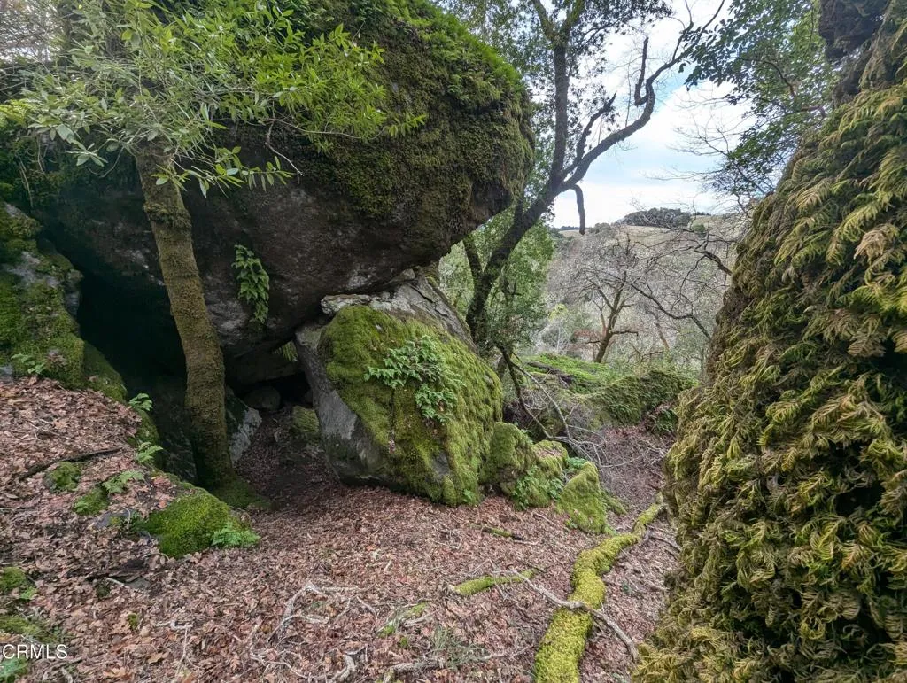 24051 Fig Tree Hopland, CA 95449 - Photo 8 of 19 a view of a yard