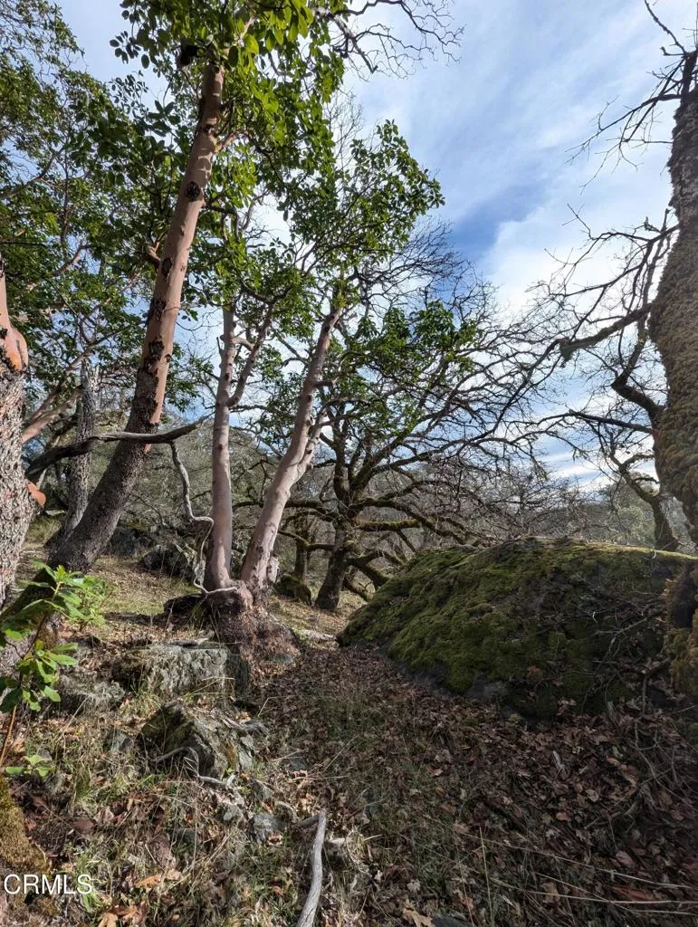 24051 Fig Tree Hopland, CA 95449 - Photo 9 of 19 a view of a yard