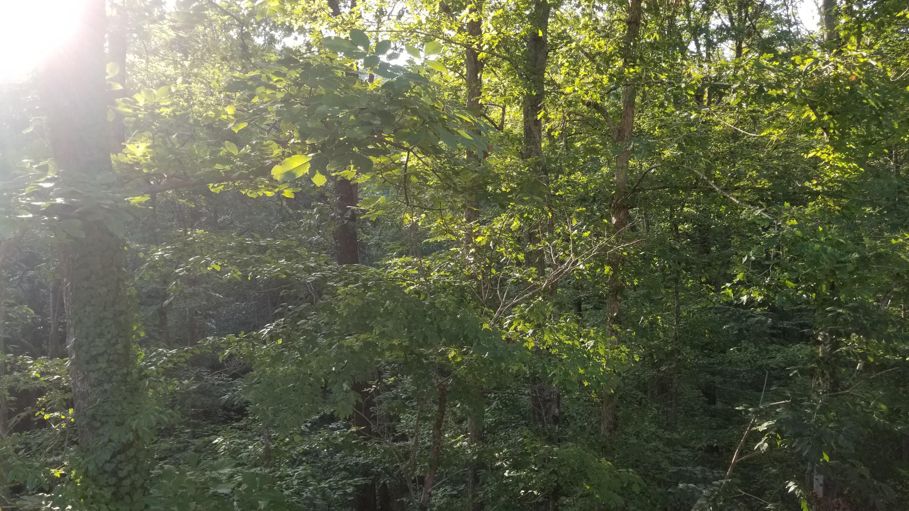 151 Pine Ridge Road Heiskell, TN 37754 - Photo 7 of 19 20190815_190957