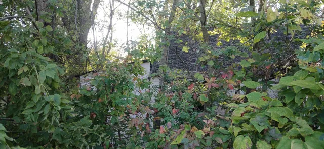 a view of a forest that has a tree