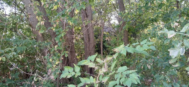a backyard of a house with lots of green space and a forest