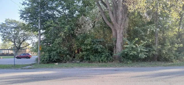 a street view with large trees