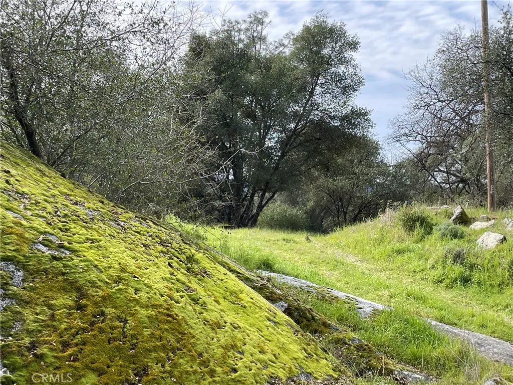 832 Silver Bar Road Mariposa, CA 95338 - Photo 7 of 7 a view of a yard with large trees