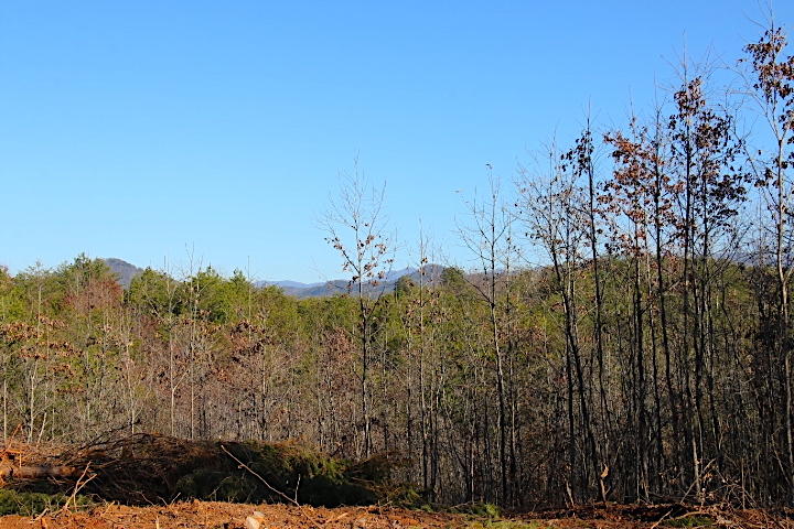 8 Curtis Road Tellico Plains, TN 37385 - Photo 3 of 8 IMG_7486