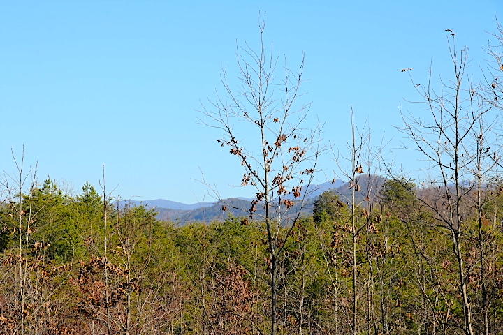 8 Curtis Road Tellico Plains, TN 37385 - Photo 4 of 8 IMG_7487