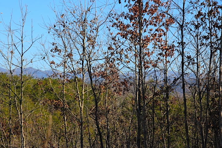 8 Curtis Road Tellico Plains, TN 37385 - Photo 5 of 8 IMG_7488