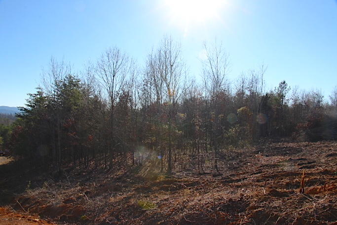 8 Curtis Road Tellico Plains, TN 37385 - Photo 6 of 8 IMG_7493
