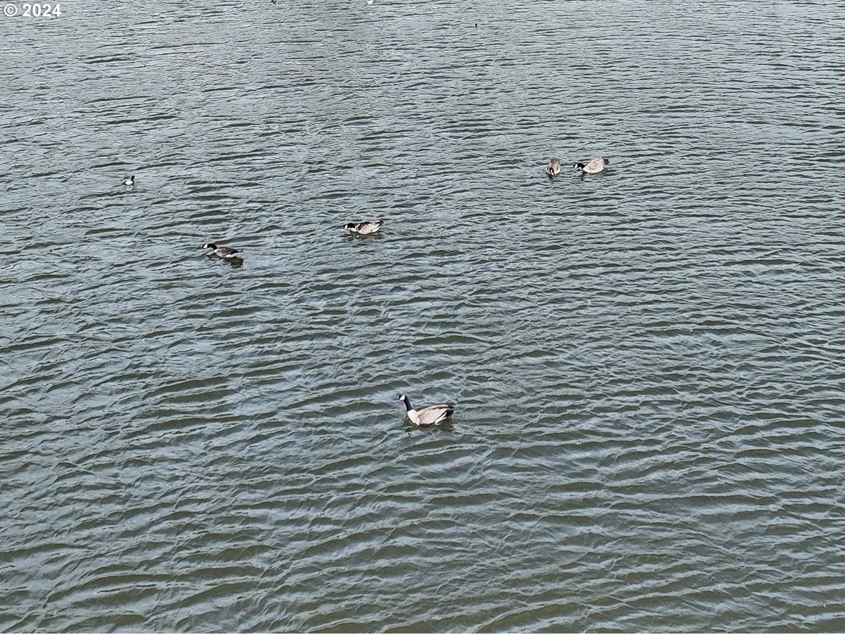 5961 Lookingglass Road Roseburg, OR 97471 - Photo 12 of 40 a bathroom with a brick wall