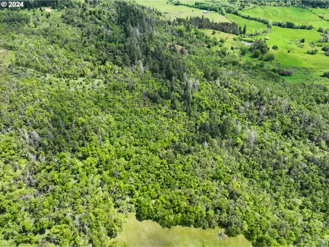 a view of a lush green forest