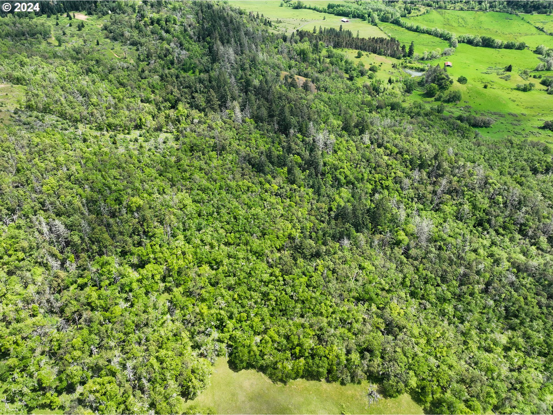 5961 Lookingglass Road Roseburg, OR 97471 - Photo 7 of 40 a view of a lush green forest