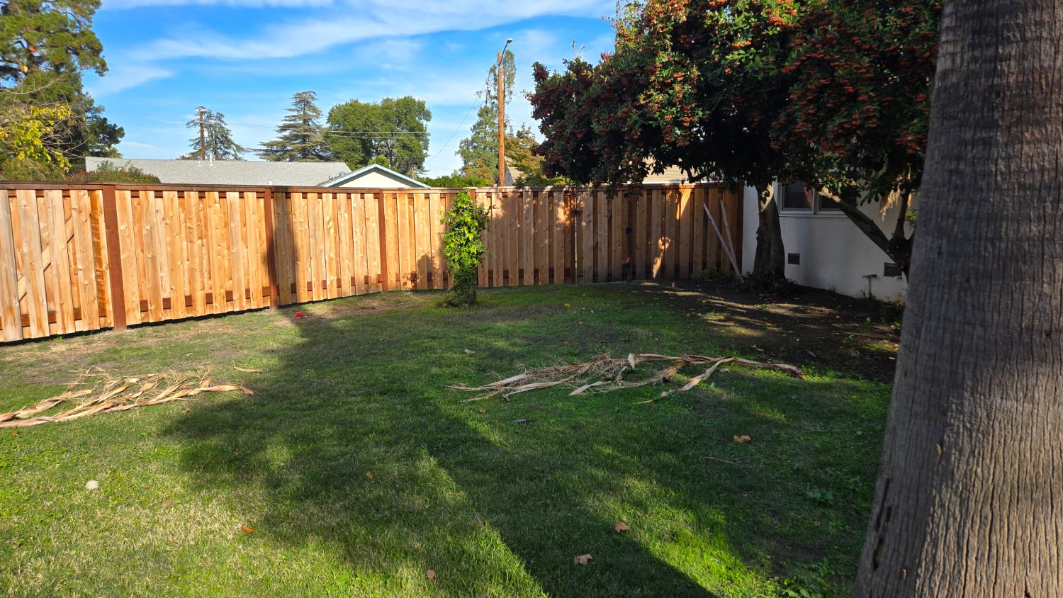 8043 Valencia Avenue Stockton, CA 95209 - Photo 15 of 15 a view of a yard with an trees