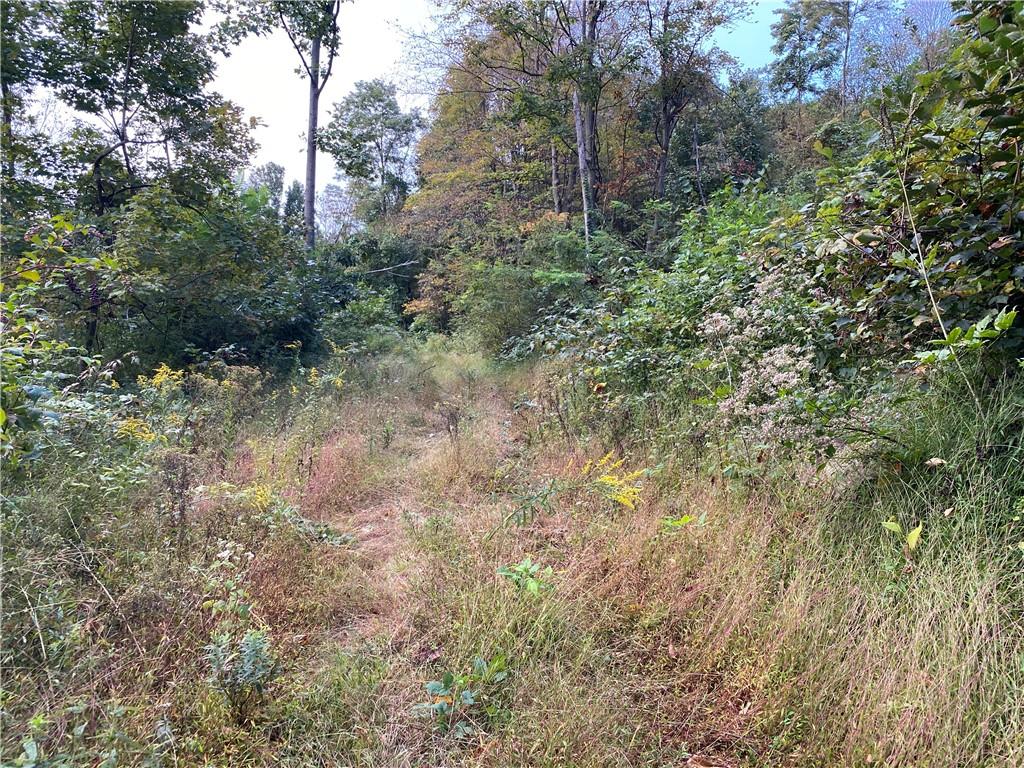 0 Imel Road Normalville, PA 15469 - Photo 11 of 25 a view of a forest with lots of trees