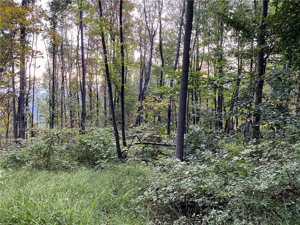 0 Imel Road Normalville, PA 15469 - Photo 14 of 25 a view of a forest that has large trees