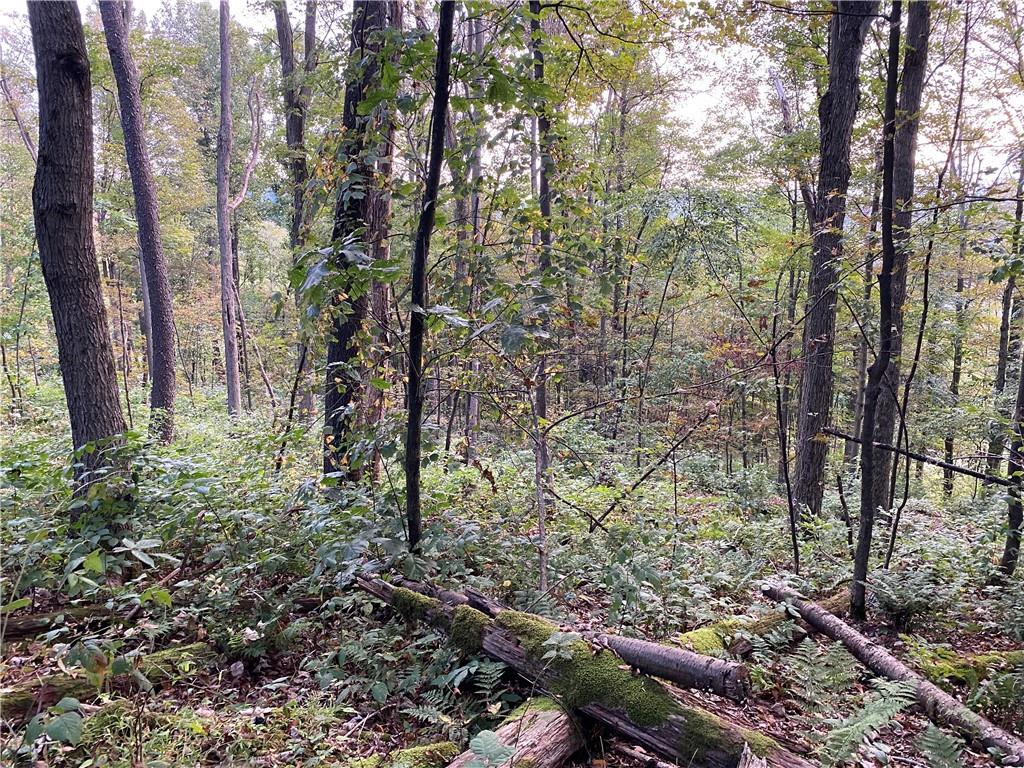 0 Imel Road Normalville, PA 15469 - Photo 15 of 25 a view of forest