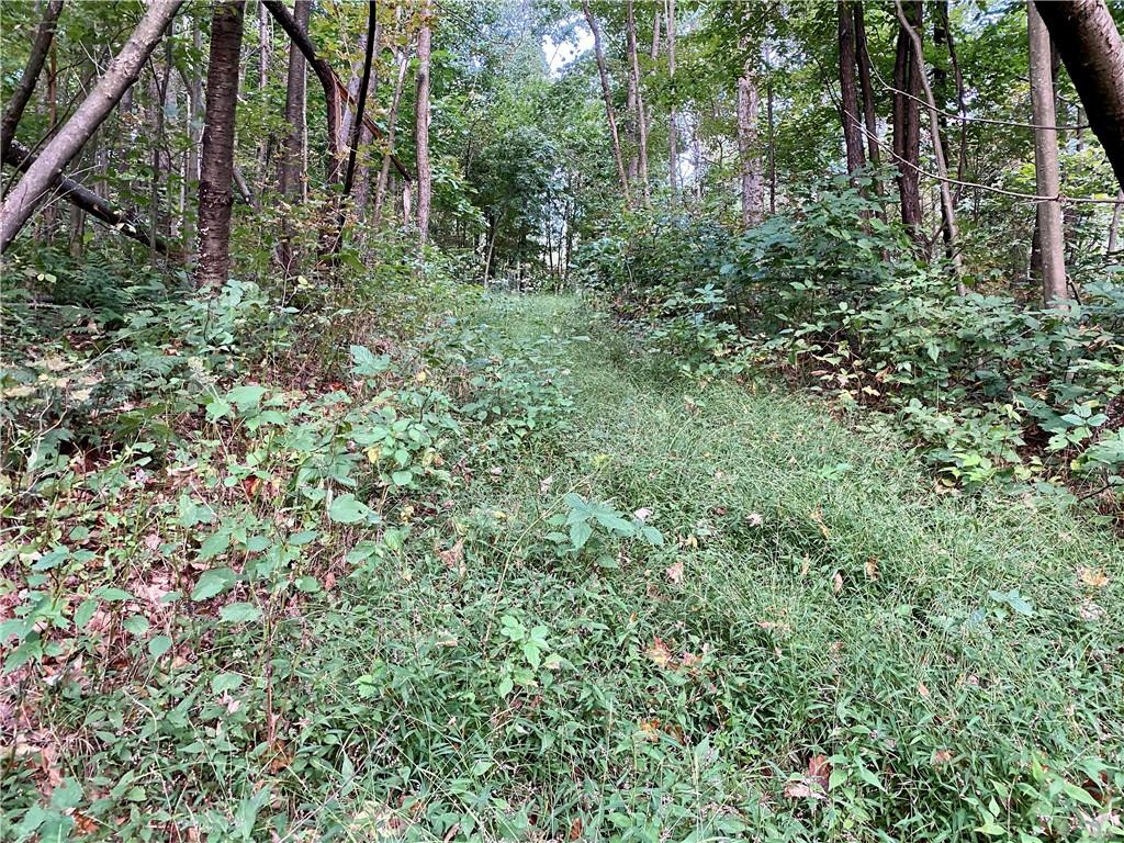 0 Imel Road Normalville, PA 15469 - Photo 17 of 25 a view of a forest with a tree