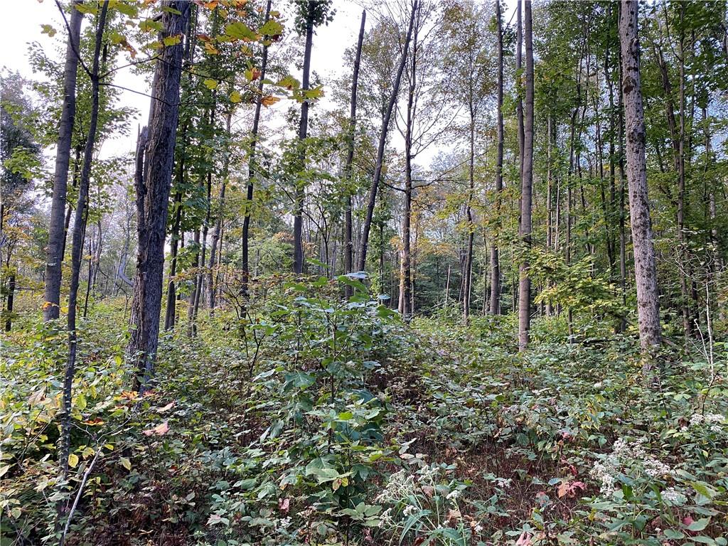 0 Imel Road Normalville, PA 15469 - Photo 19 of 25 a view of forest