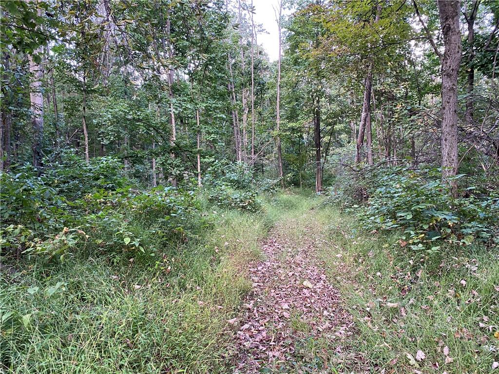 0 Imel Road Normalville, PA 15469 - Photo 20 of 25 a view of a forest with trees