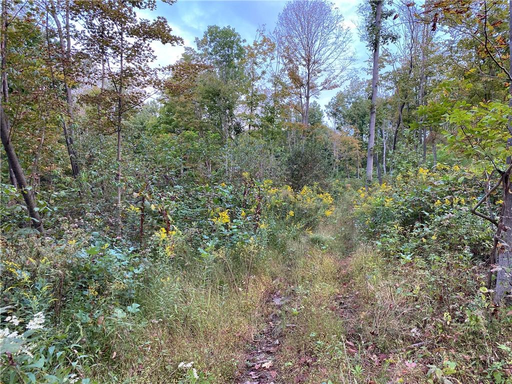 0 Imel Road Normalville, PA 15469 - Photo 24 of 25 a view of a forest with lots of trees