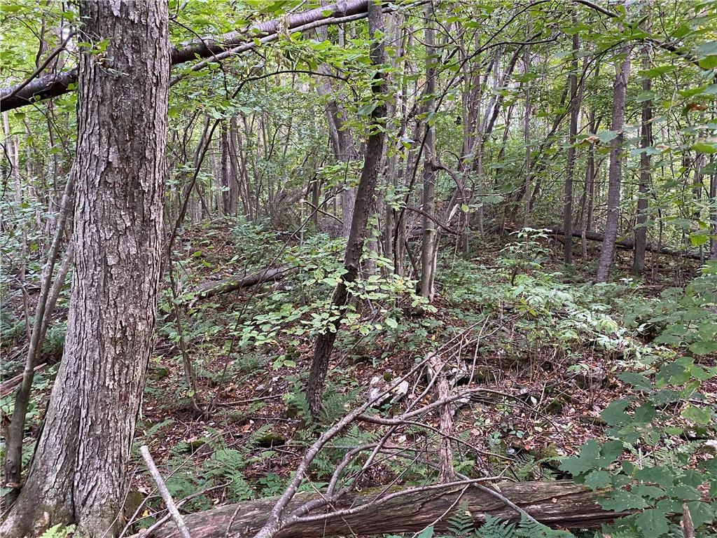 0 Imel Road Normalville, PA 15469 - Photo 25 of 25 a view of a forest filled with trees