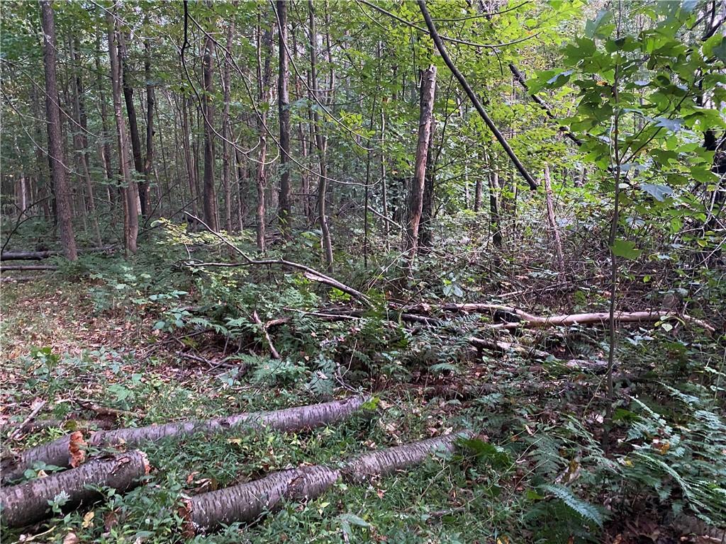 0 Imel Road Normalville, PA 15469 - Photo 4 of 25 a view of forest