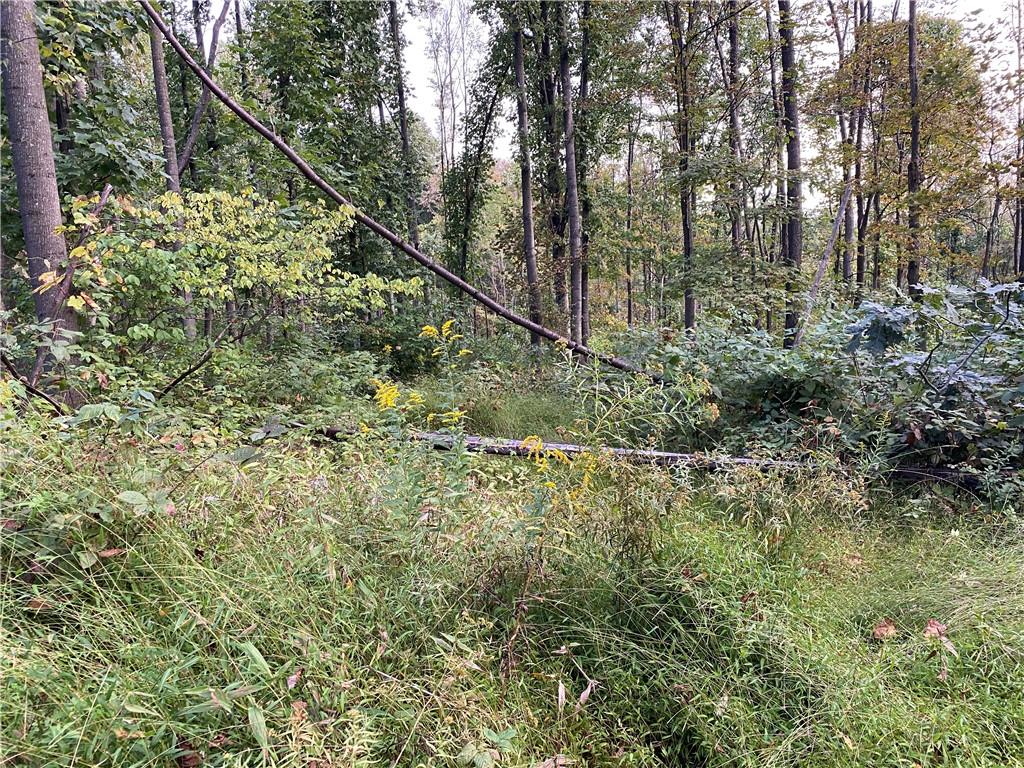 0 Imel Road Normalville, PA 15469 - Photo 6 of 25 a view of a yard with large trees