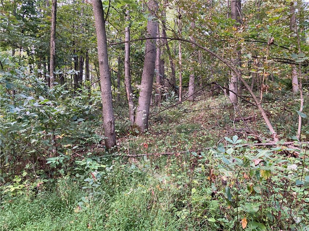 0 Imel Road Normalville, PA 15469 - Photo 8 of 25 a view of forest
