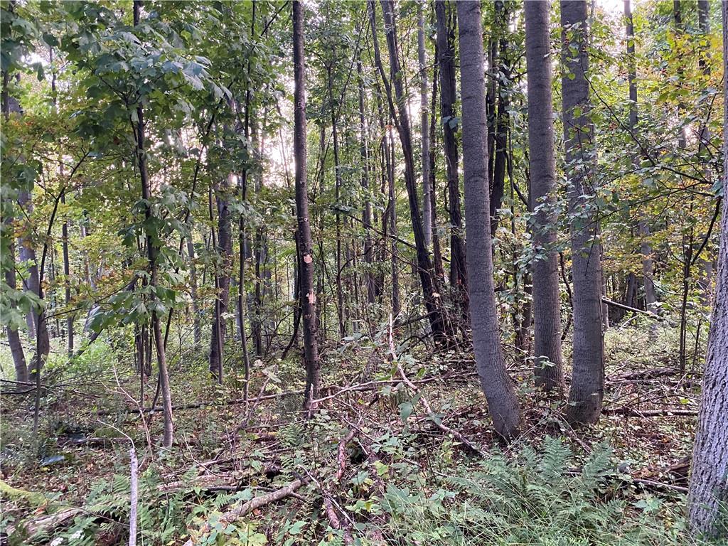 0 Imel Road Normalville, PA 15469 - Photo 9 of 25 a view of a forest with lots of trees