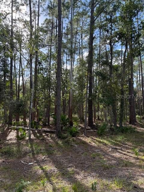 207 Ocala Court Georgetown, FL 32139 - Photo 1 of 3